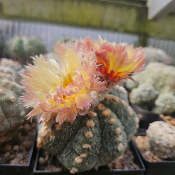 Astrophytum asterias CV Feuerball / gefiederte Blüten